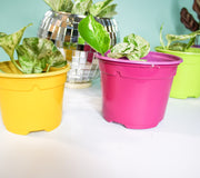 10.5 cm Coloured Yellow Nursery Plant pot