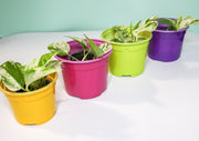 9 Cm Coloured Nursery Plant Pot Fuchsia