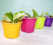 9 cm Coloured Yellow Nursery Plant pot