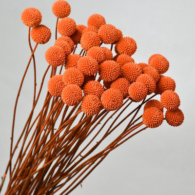 Orange Dried Craspedia Flowers