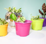 9 Cm Coloured Nursery Plant Pot Fuchsia