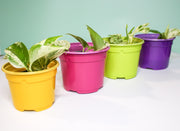 10.5 cm Coloured Nursery Plant Pot Green