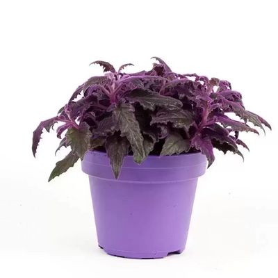 Purple Passion plant - Gynura Auranti 6 cm