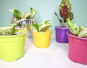 10.5 cm Coloured Nursery Plant Pot Purple