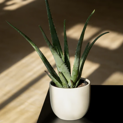Indoor House Plant Subscription