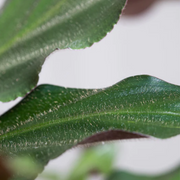 Calathea Rufibarba Elgergrass 12 cm