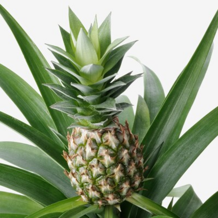 Ananas comosus, Ornamental Pineapple Plant