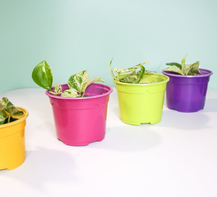 10.5 cm Coloured Nursery Plant Pot Fuchsia