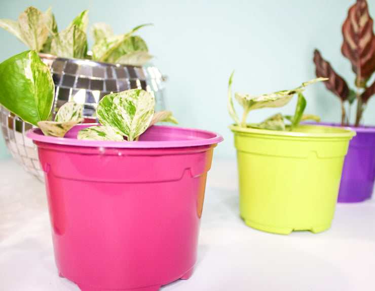 10.5 cm Coloured Nursery Plant Pot Fuchsia