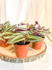 Tradescantia Nanouk - House Plants - purple hearts