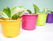 10.5 cm Coloured Nursery Plant Pot Green