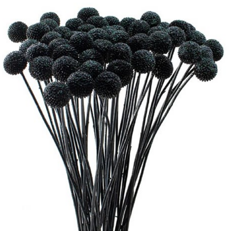 Black Dried Craspedia Flowers