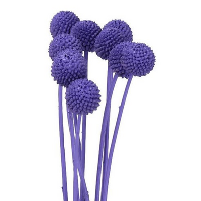 Purple Dried Craspedia Flowers