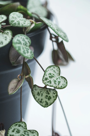String Of Hearts Plant| Ceropegia Linearis