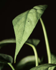 Epipremnum Pinnatum, Cebu Blue