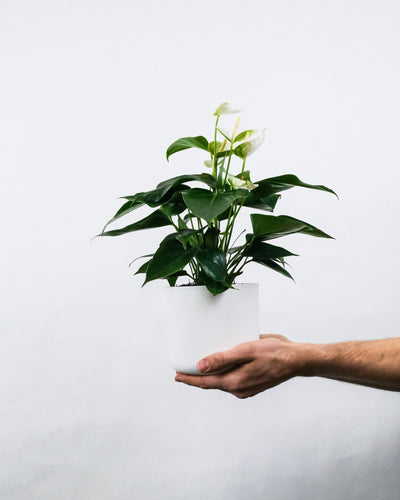 Assorted Anthurium Tropical Plant