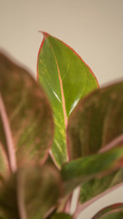 Aglaonema, Red chinese evergreen