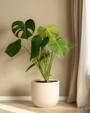 Monstera Deliciosa - Cheese Plant Extra Large