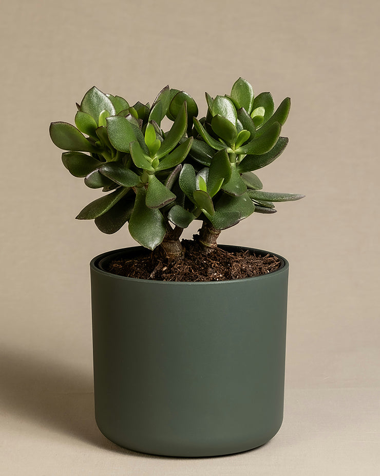 Jade plant - Crassula Ovata