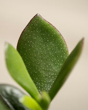 Jade plant - Crassula Ovata