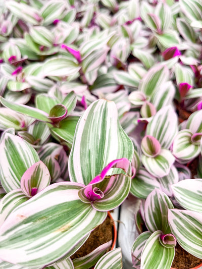 Tradescantia Nanouk - House Plants - purple hearts