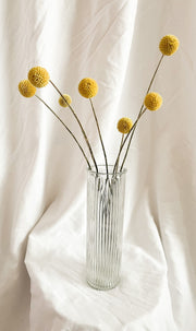 Yellow Billy Buttons, Craspedia Flowers