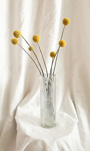 Yellow Billy Buttons, Craspedia Flowers