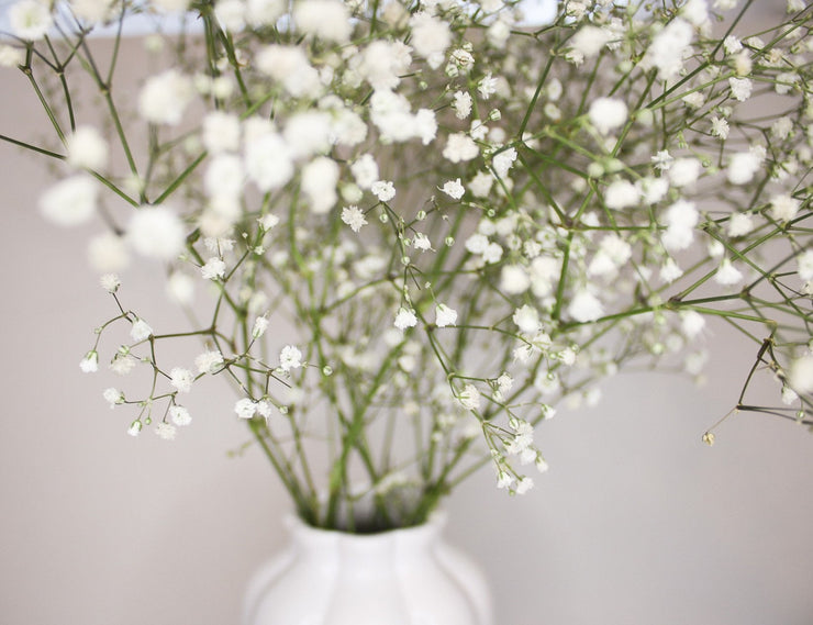 Baby’s Breath Dried Flowers
