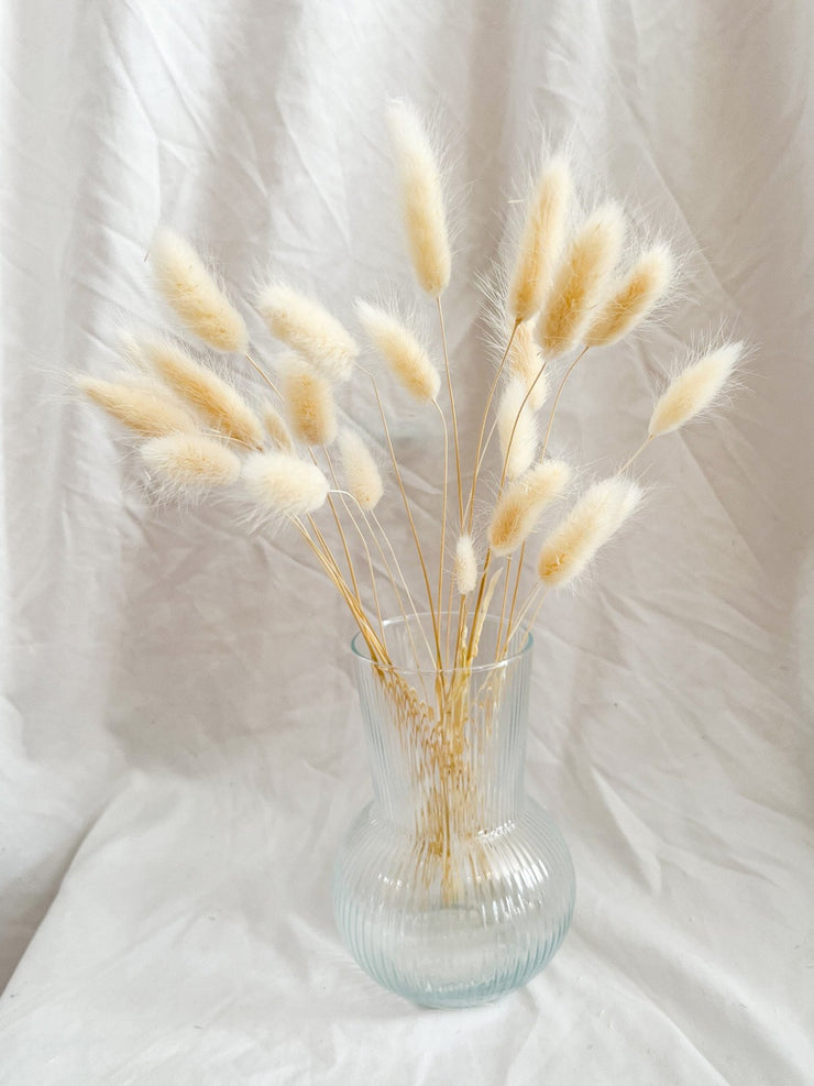 white bunny tails grass