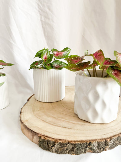 Indoor white Plant Pots wavy
