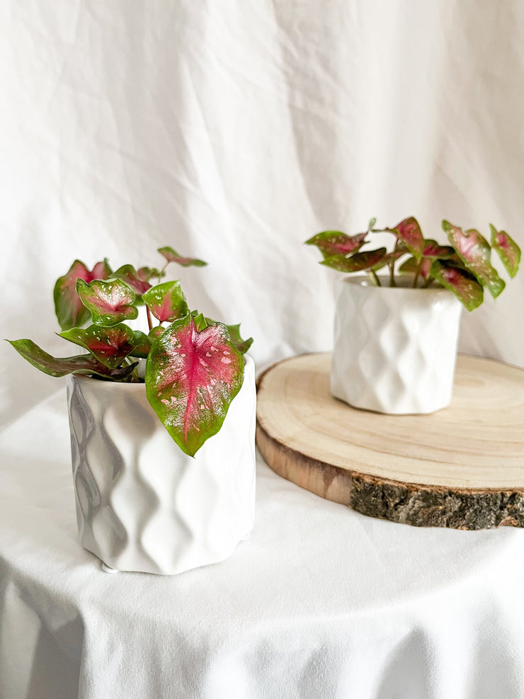 Indoor white Plant Pots wavy