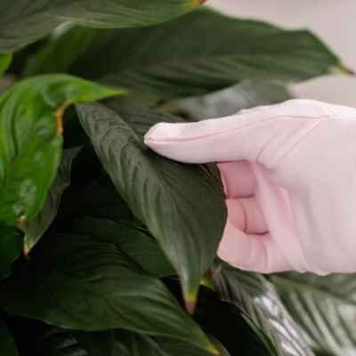 House plant duster gloves