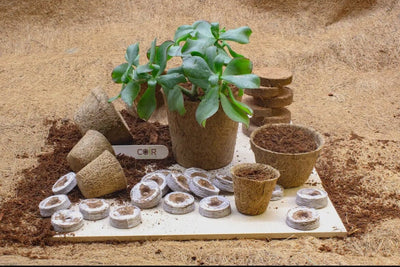 coir pots, 100 % natural plant pot