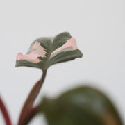 Pink Princess Philodendron Mabel